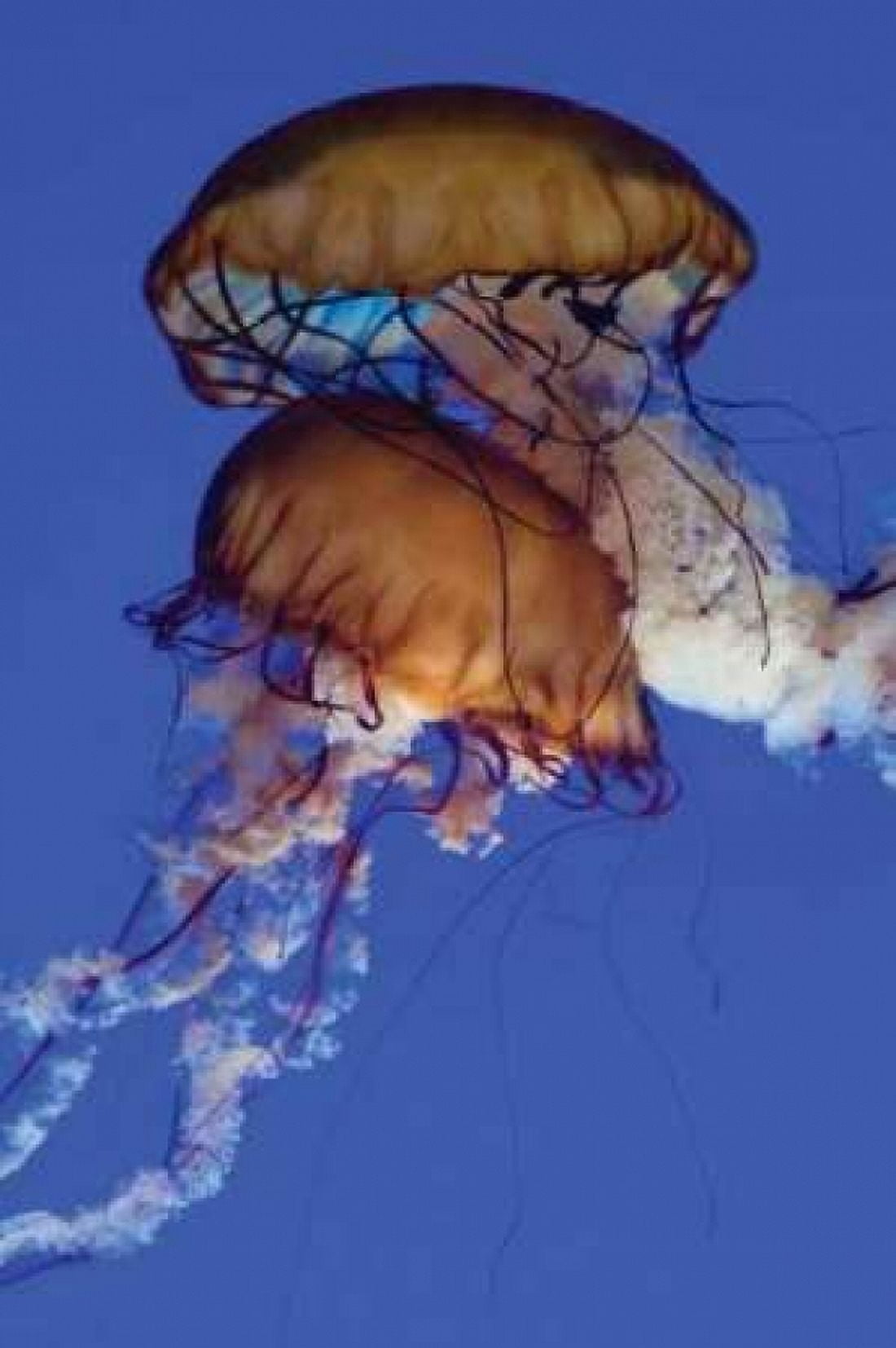 Jellyfish III Canvas Art - Erin Berzel (20 x 28)