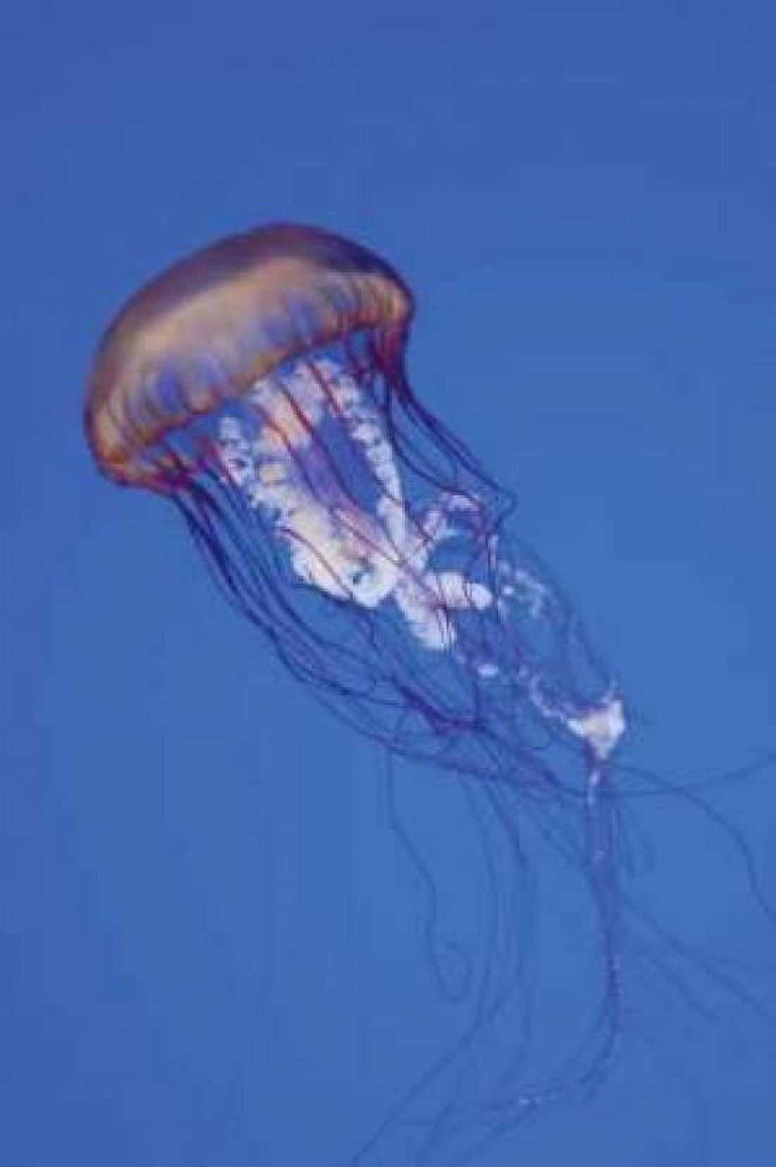 Jellyfish IV Canvas Art - Erin Berzel (20 x 28)