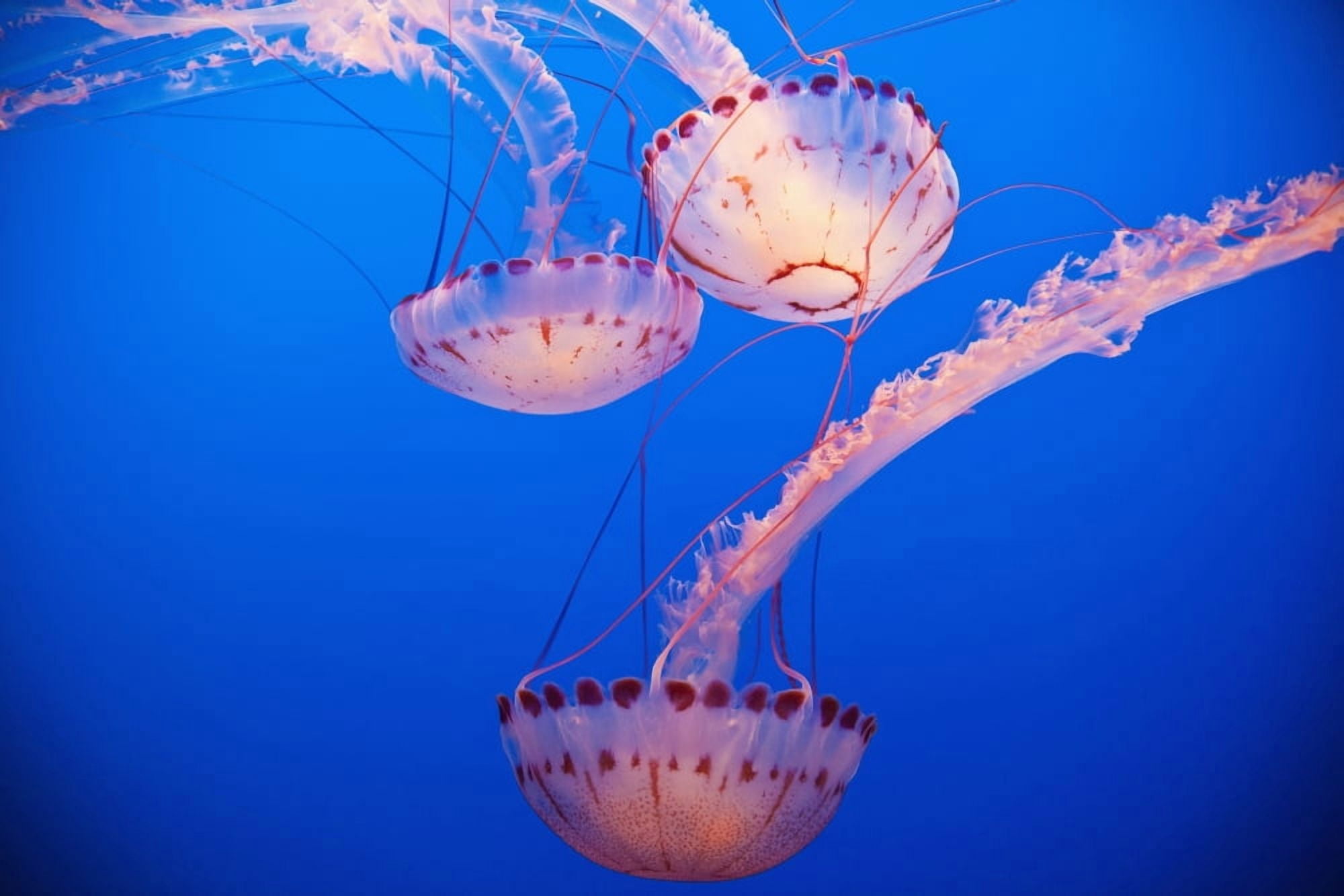 Jellyfish In Aquarium California Usa Canvas Art - Paul Quayle Design Pics (19 x 12)