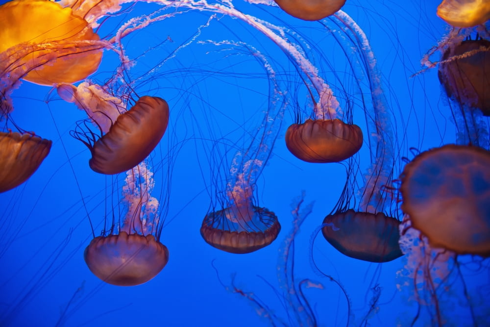 Jellyfish In Aquarium California Usa Canvas Art - Paul Quayle Design Pics (19 x 12)