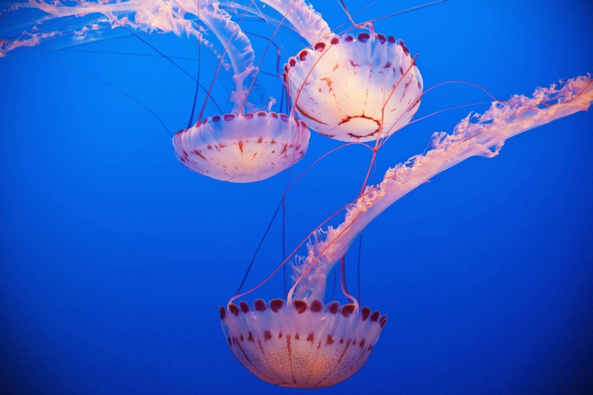 Jellyfish In Aquarium California Usa Canvas Art - Paul Quayle  Design Pics (38 x 24)
