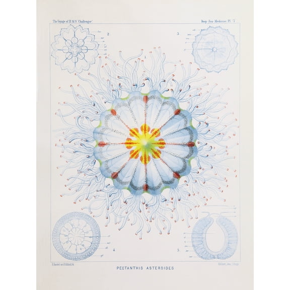 Jellyfish Medusa Biodiversity Drawing Extra Large XL Wall Art Poster Print