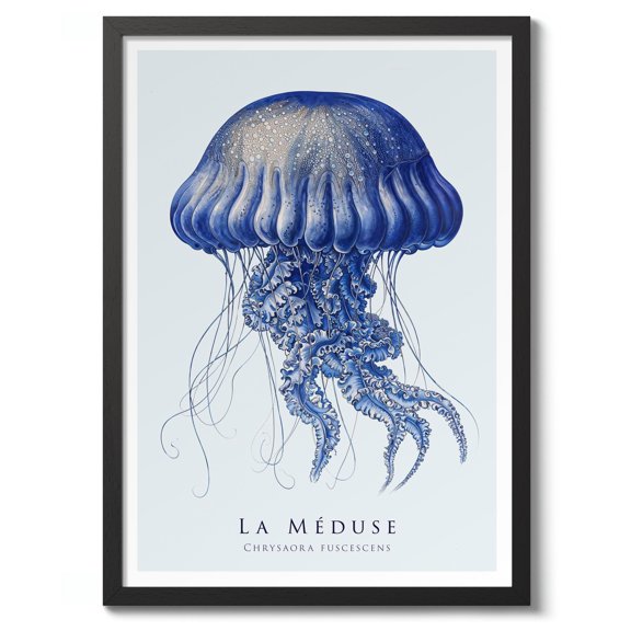 Jellyfish Print Nature Illustration Poster Sea Wall Art Decor Jellyfish Zoology Gift