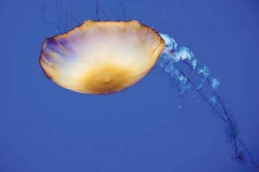 Jellyfish V Canvas Art - Erin Berzel (20 x 28)