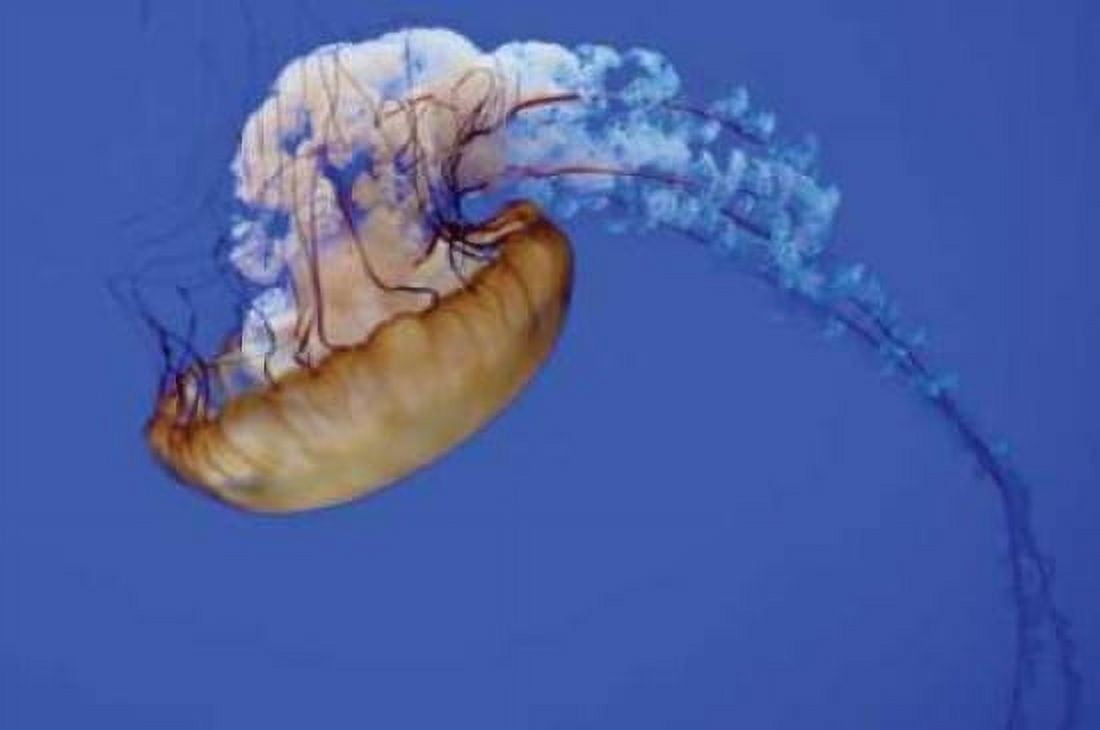 Jellyfish VII Canvas Art - Erin Berzel (20 x 28)