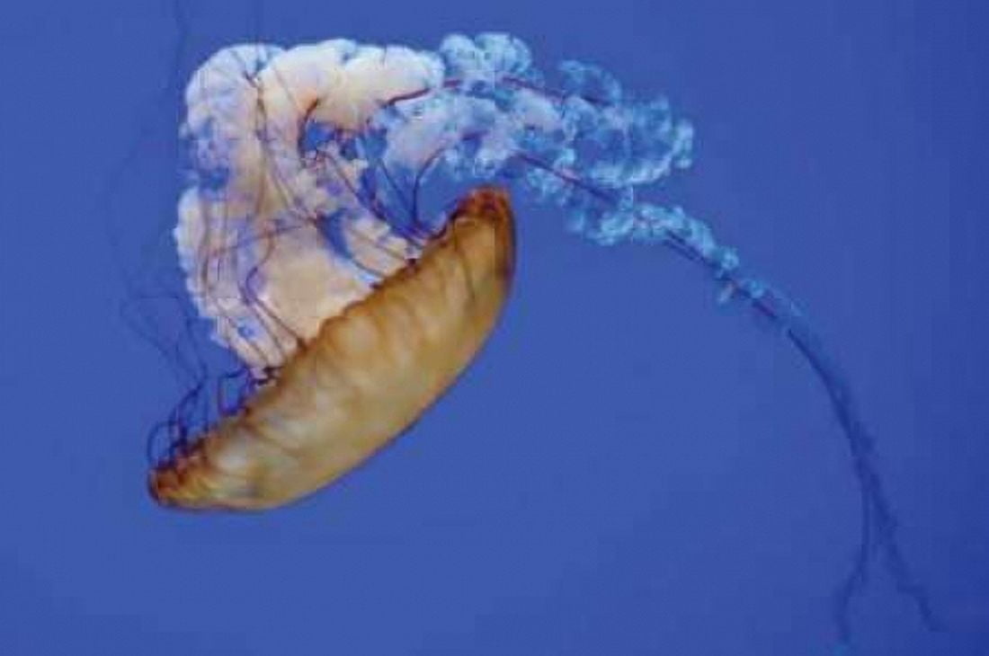 Jellyfish VIII Canvas Art - Erin Berzel (20 x 28)