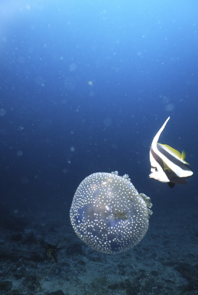 Jellyfish and bannerfish Thailand Canvas Art - Beverly FactorStocktrek Images (12 x 17)