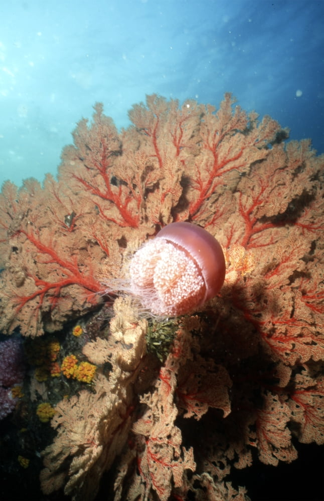 Jellyfish and sea fan Thailand Canvas Art - Beverly FactorStocktrek Images (23 x 35)