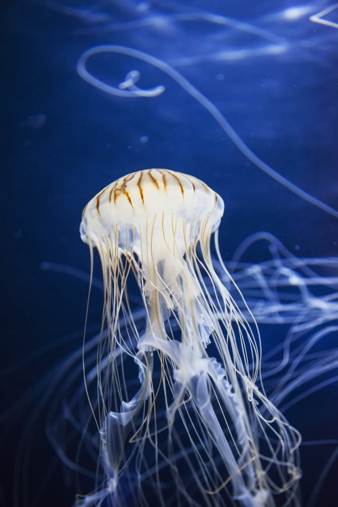 Jellyfish at the Aquarium of the Bay San Francisco California United States of America Canvas Art - Leah Bignell Design Pics (12 x 19)