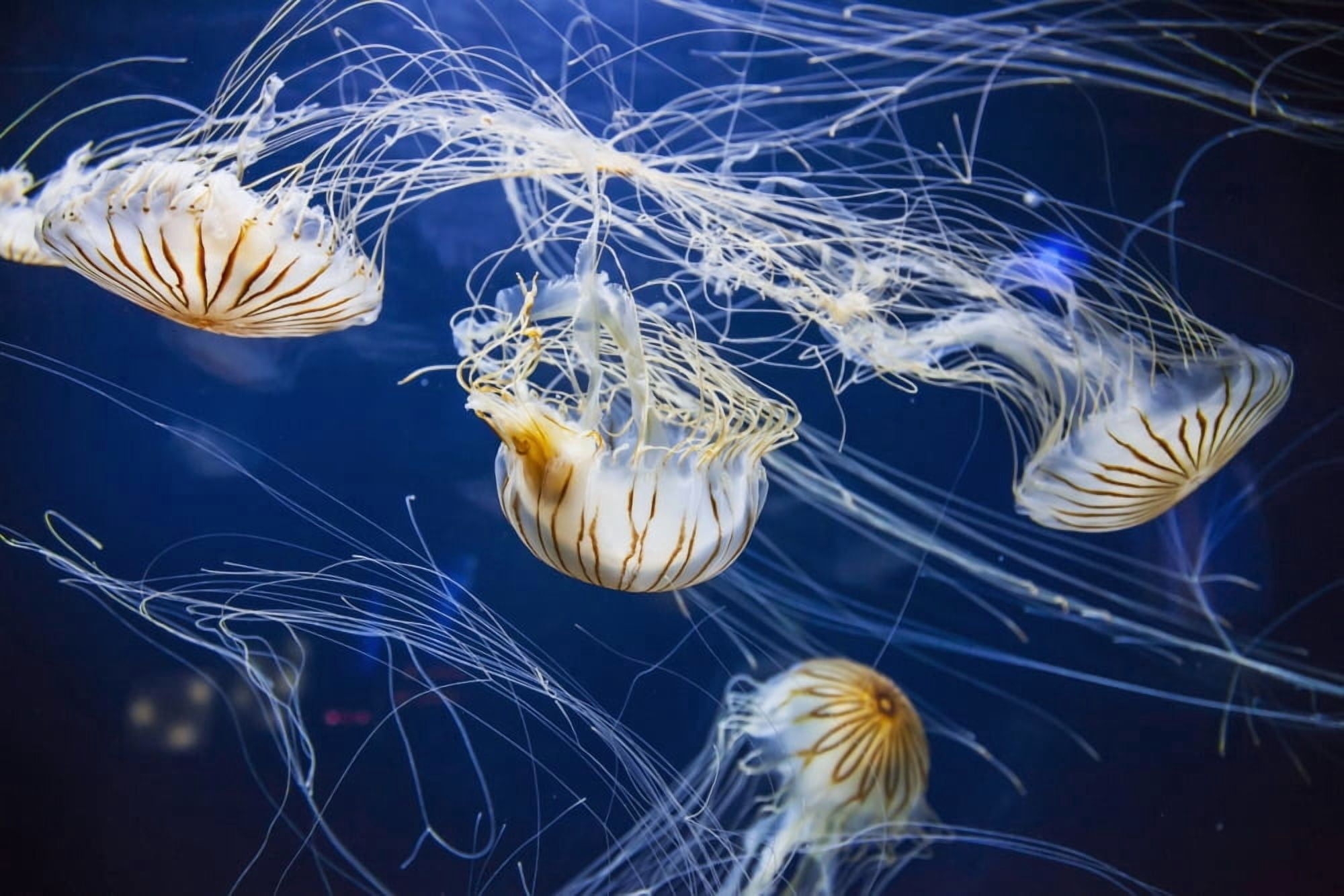 Jellyfish at the Aquarium of the Bay San Francisco California United States of America Canvas Art - Leah Bignell Design Pics (19 x 12)