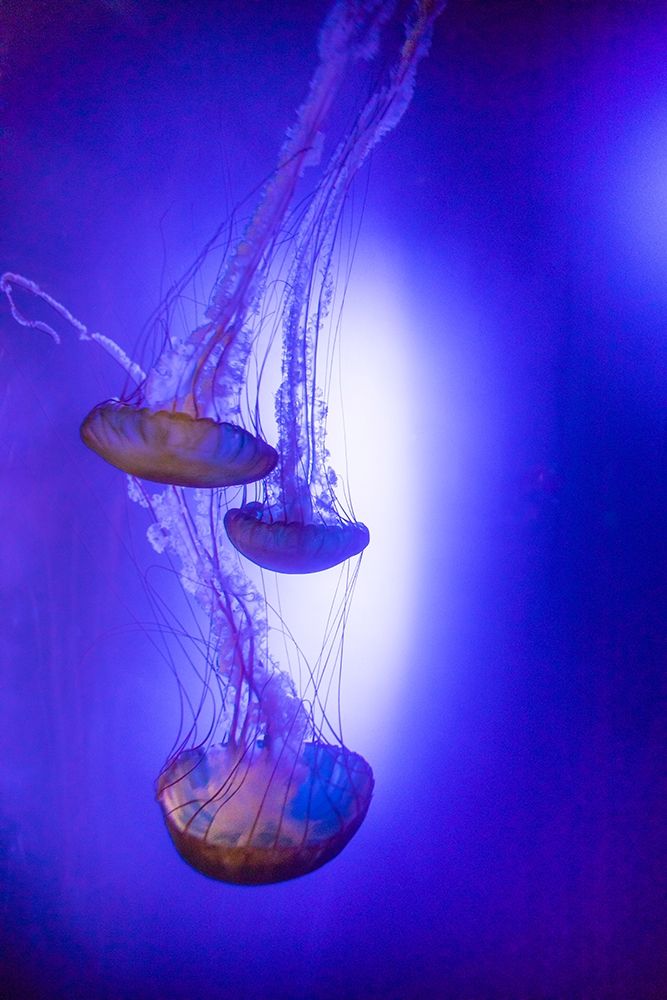Jellyfish in aquarium exhibit by Larry Ditto (18 x 24)