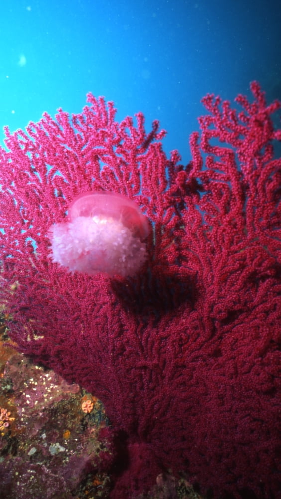 Jellyfish in front of sea fan Sipadan Island Malaysia Canvas Art - Beverly FactorStocktrek Images (11 x 19)
