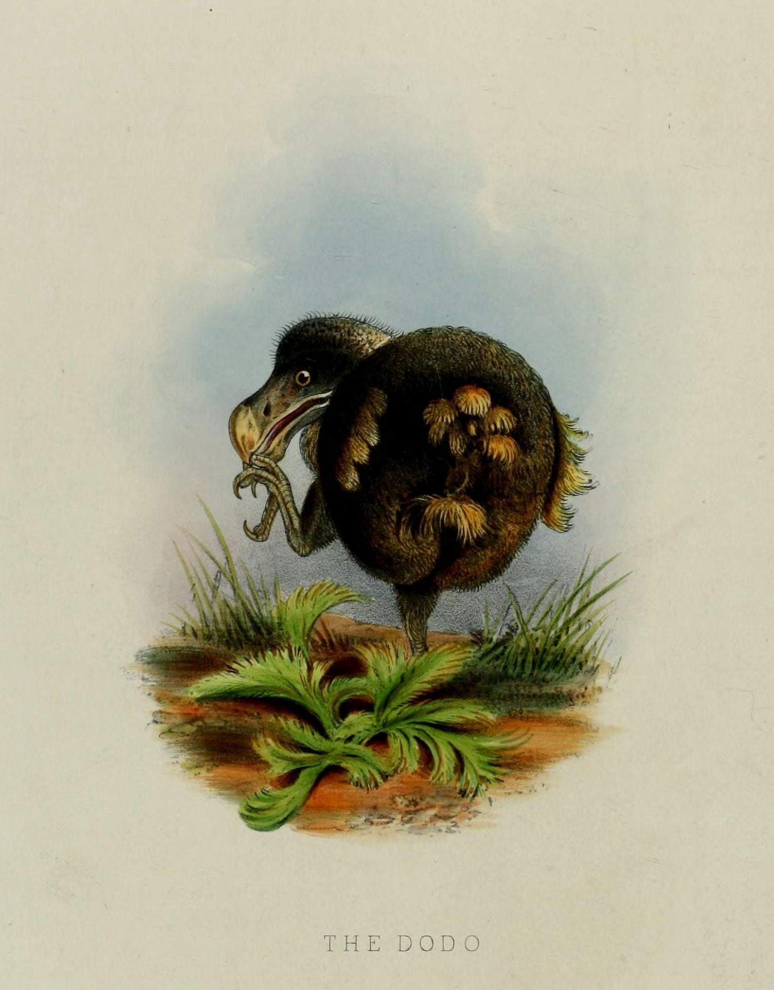 Jennens John Zoological Soc of London 1835 Dodo Canvas Art - (18 x 24)