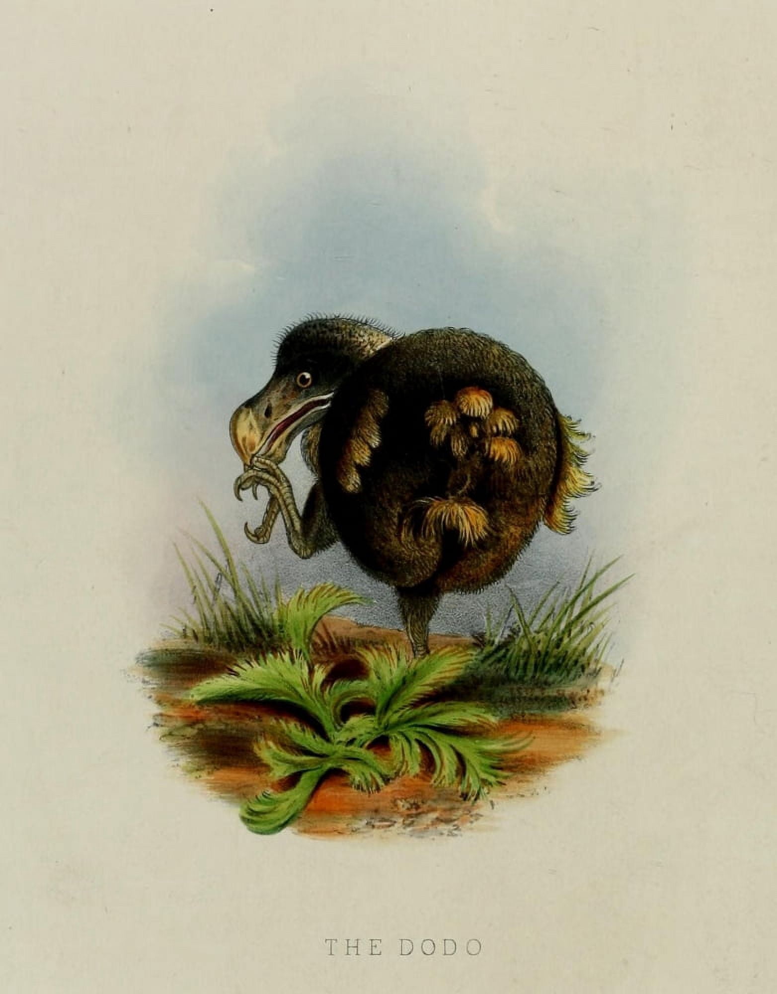 Jennens John Zoological Soc of London 1835 Dodo Canvas Art -  (24 x 36)