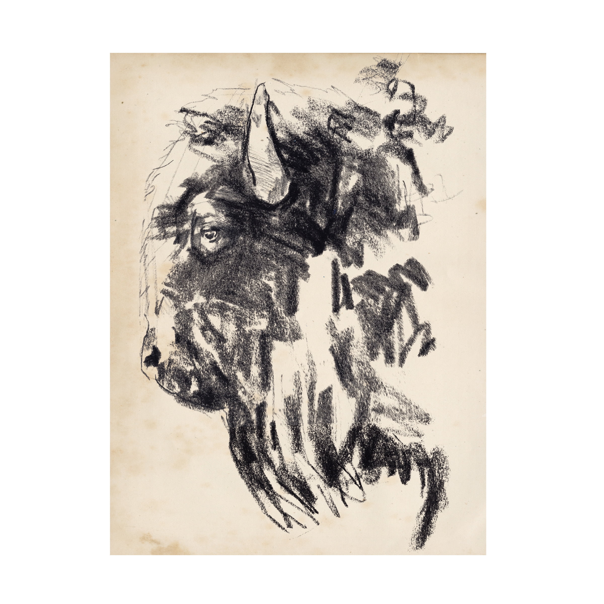 Jennifer Paxton Parker 'Bison Head Gesture II' Canvas Art