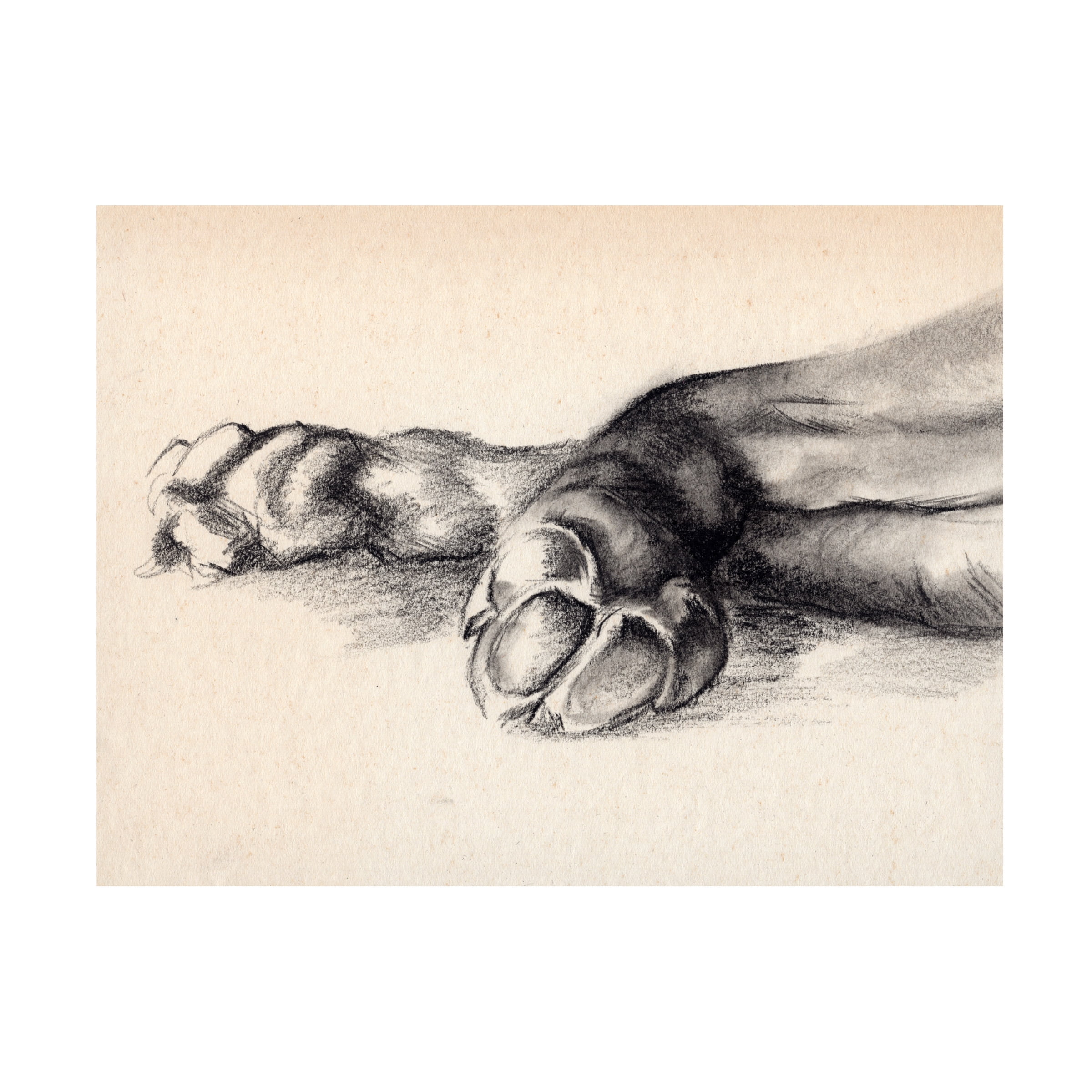 Jennifer Paxton Parker 'Charcoal Paws I' Canvas Art