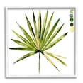 thumbnail image 1 of Jennifer Paxton Parker Fan Palm Foliage Tropical Plant Green Palate Painting 12 in x 12 in Framed Painting Art Print, by Stupell Home Décor, 1 of 5