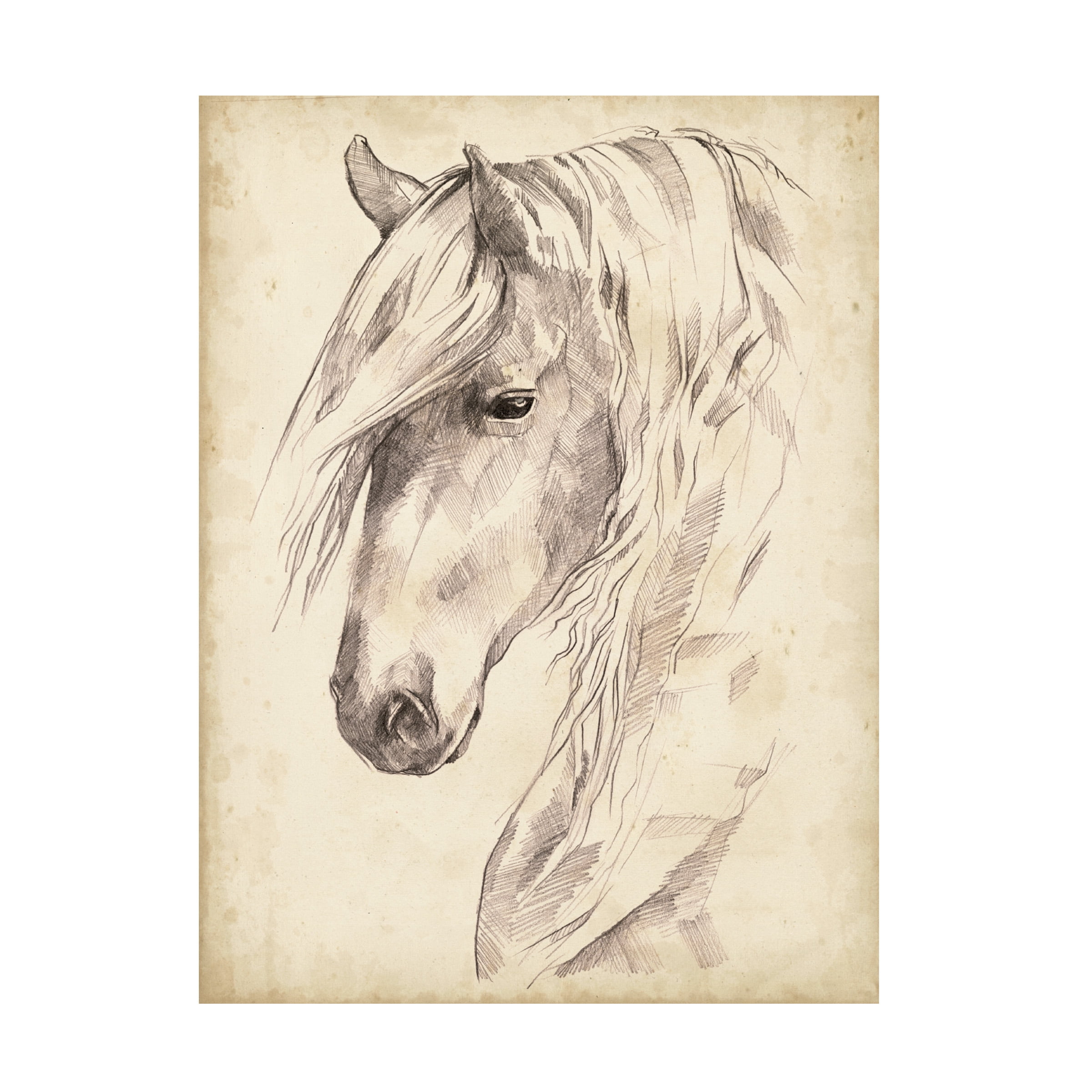 Jennifer Paxton Parker 'Horse Portrait Sketch II' Canvas Art