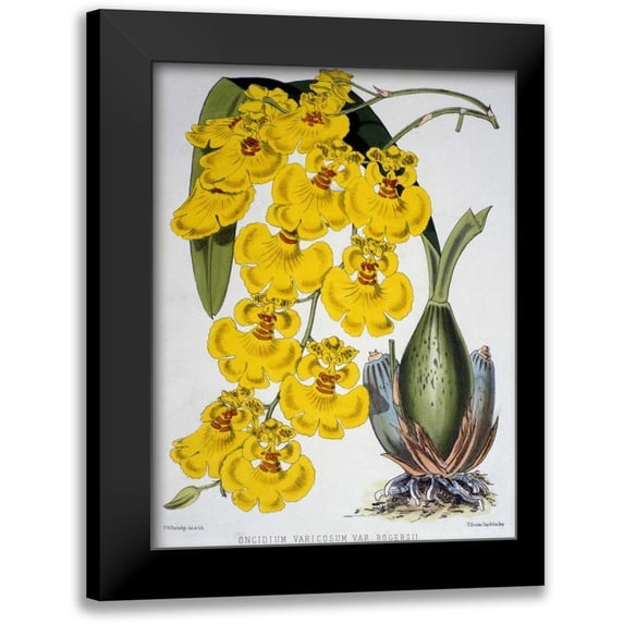 Jennings, Samuel 15x18 Black Modern Framed Museum Art Print Titled - Oncidium Varicosum Var. Rogers II