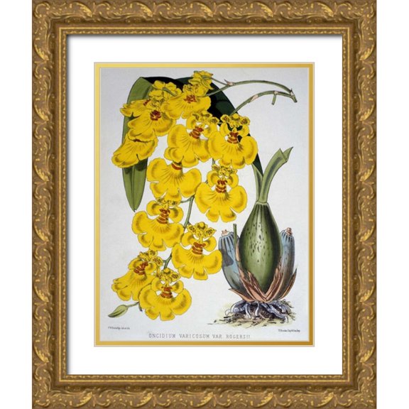 Jennings, Samuel 25x32 Gold Ornate Wood Framed with Double Matting Museum Art Print Titled - Oncidium Varicosum Var. Rogers II