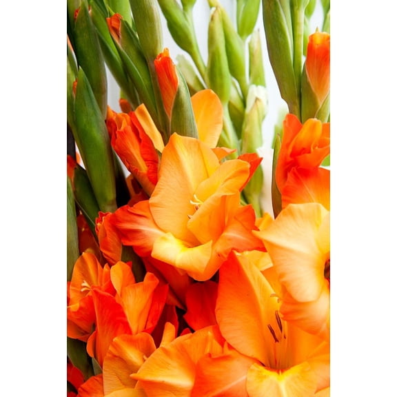 Jenny Glamini Gladiolus 10 Bulbs - NEW! - Petite - 10/12 cm