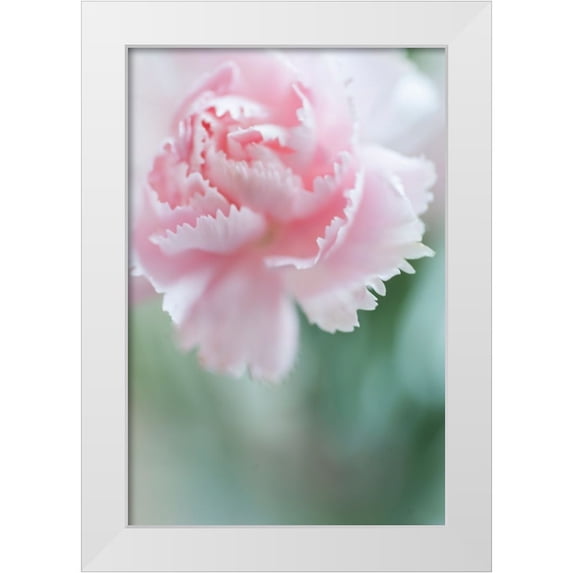 Jenny Rainbow Fine Art 13x18 White Modern Wood Framed Museum Art Print Titled - Macro of Pink Carnation