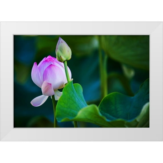 Jenny Rainbow Fine Art 14x11 White Modern Wood Framed Museum Art Print Titled - Graceful Lotus