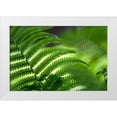 thumbnail image 1 of Jenny Rainbow Fine Art 14x11 White Modern Wood Framed Museum Art Print Titled - Healing Art Fern Leaf, 1 of 4