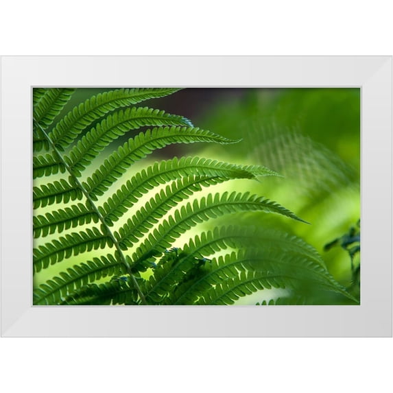 Jenny Rainbow Fine Art 14x11 White Modern Wood Framed Museum Art Print Titled - Healing Art Fern Leaf