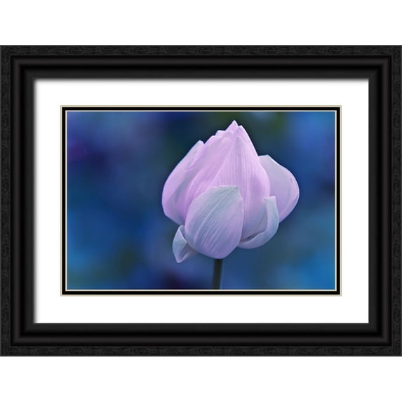 Jenny Rainbow Fine Art 32x23 Black Ornate Wood Framed with Double Matting Museum Art Print Titled - Tender Morning with Lotus