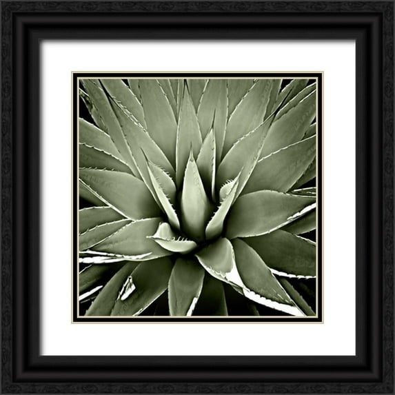 Jensen, Mia 12x12 Black Ornate Wood Framed with Double Matting Museum Art Print Titled - Green Succulent III