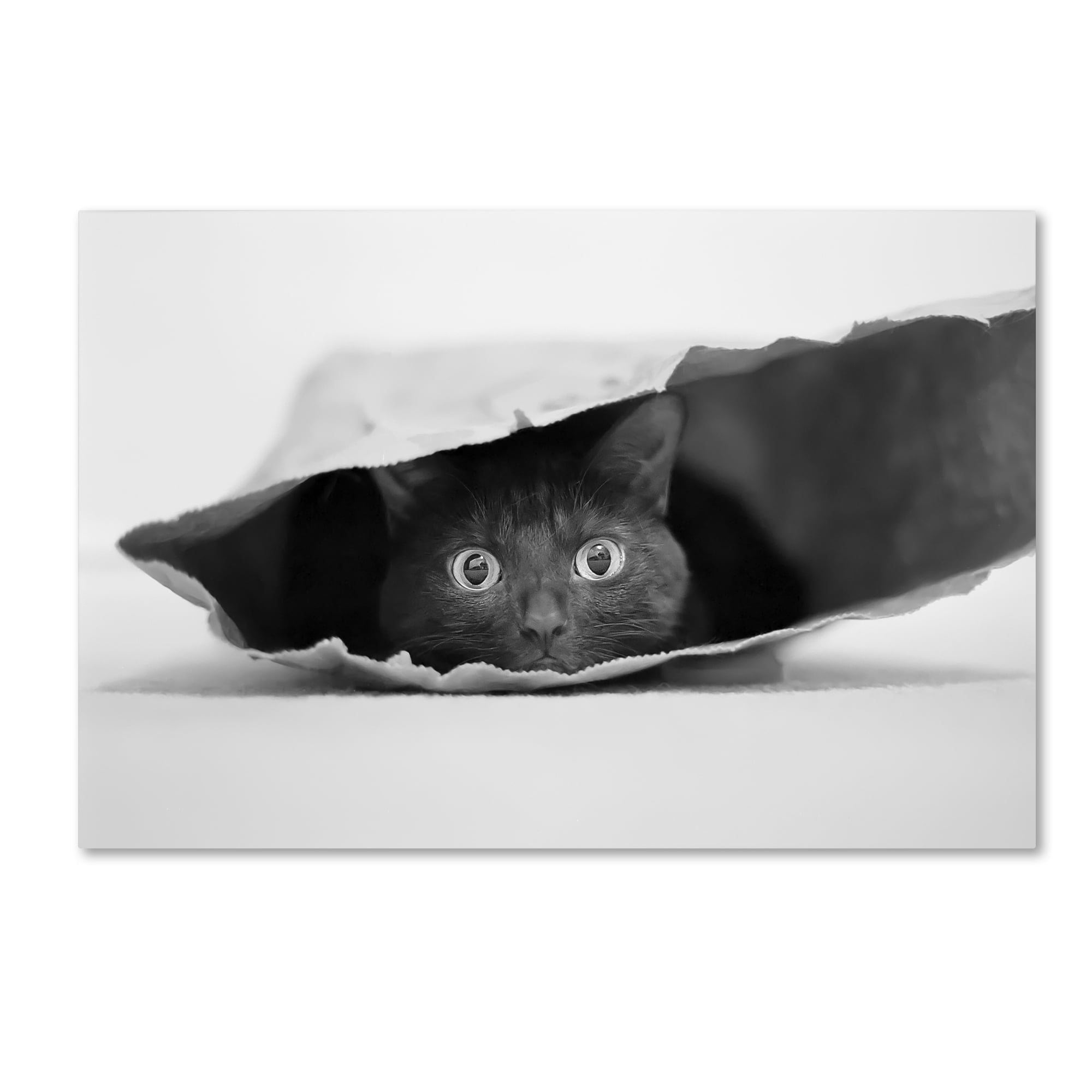 Black and White Cat in Paper Bag Canvas Art