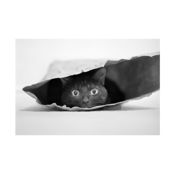 Jeremy Holthuysen 'Cat In A Bag' Canvas Art