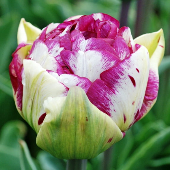 Jericho Double Tulip Flower Bulbs - 10 Bulbs per Pack - Good as Cut Flowers - Perennializing - Easy to Grow Live Plants - Outdoor Garden