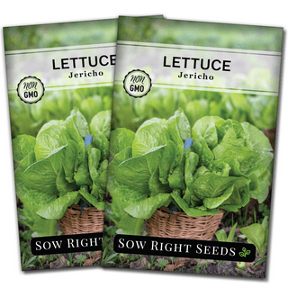 Mache Lettuce - Delicious Verte de Cambrai - Small Leaf Variety and Best  for Overwintering in The Cold Northeast. Corn Salad.