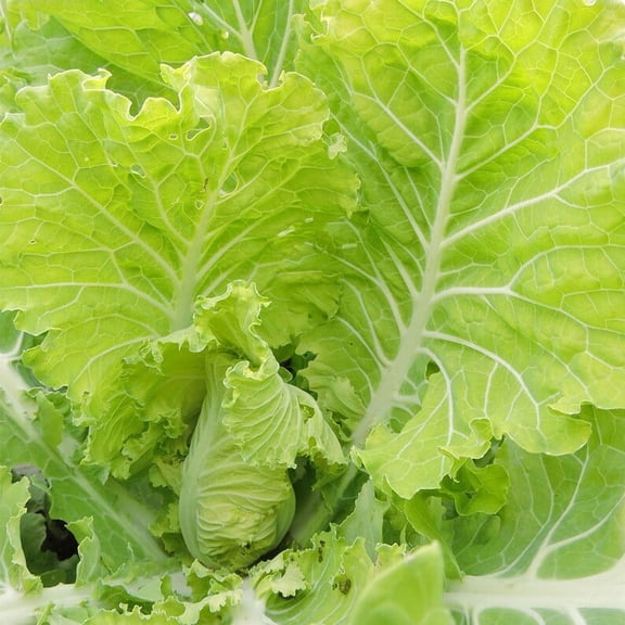 Jernigan Collard Greens Heirloom Premium Seed Packet