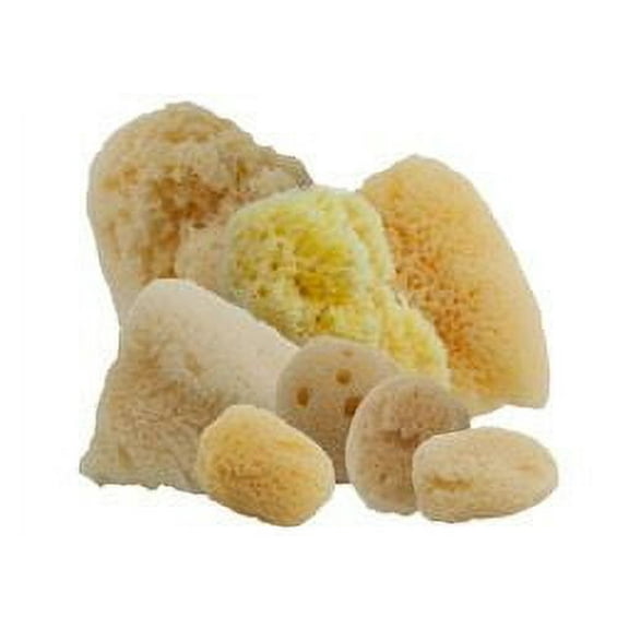 Jerry's Artarama Exclusive Aphrodite Paint Sponges Value Pack #6 - Eight Small to Medium 1"-3" Fine Sea Silk Sponges - Professional Quality Natural Painting Sponges for all types of media