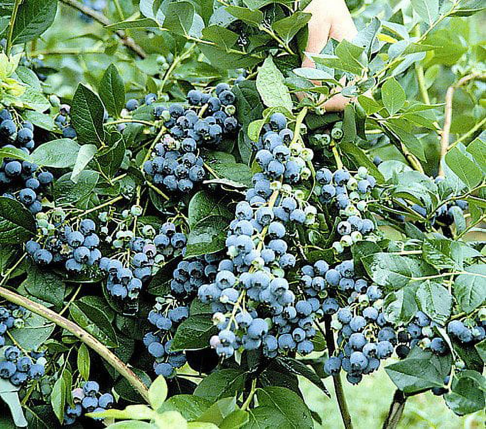 Jersey Blueberry Plant Large, Light Blue Berries Quart Pot