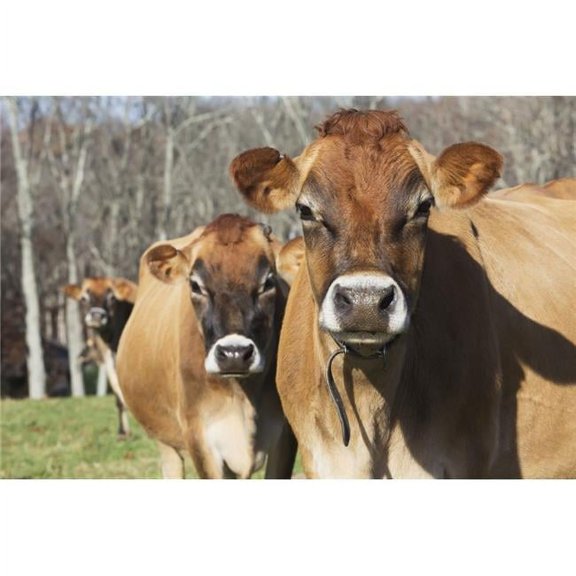 Jersey Cows in Autumn Pasture Baldwin Brook Farm - Canterbury Connecticut United States of America Print - 38 x 24 in. - Large