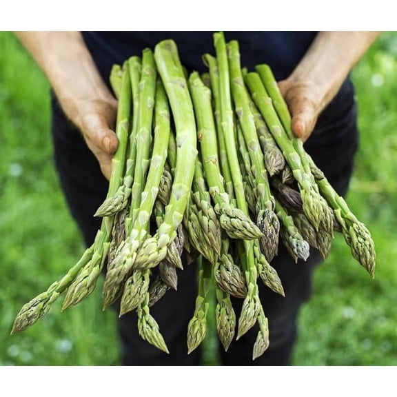 Jersey Giant Live Asparagus Bare Root Plants - 2yr Crowns - Grow Giant Asparagus (15 Asparagus Crowns)