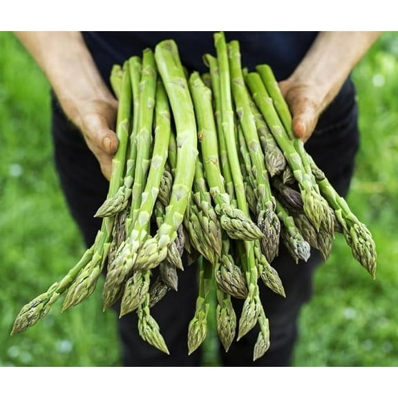 Jersey Giant Live Asparagus Bare Root Plants - 2yr Crowns - Grow Giant Asparagus (5 Asparagus Crowns)