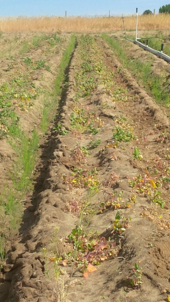 Jersey Giant Live Asparagus Bare Root Plants 2yr Crowns Grow Giant