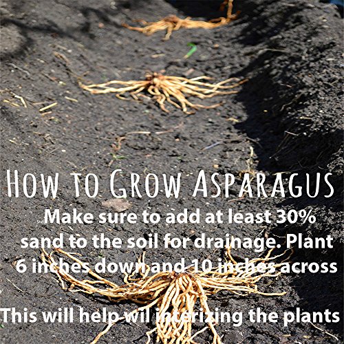 JerseyKnight 50 Live Asparagus Bare Root plants2yrcrowns from Hand