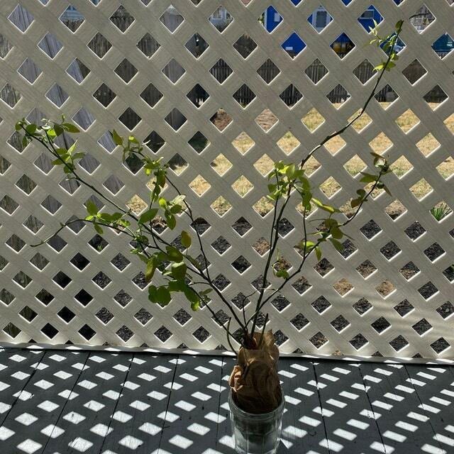 Jersey Northern Highbush Blueberry Bush/Shrub 1824" Tall 3 Year