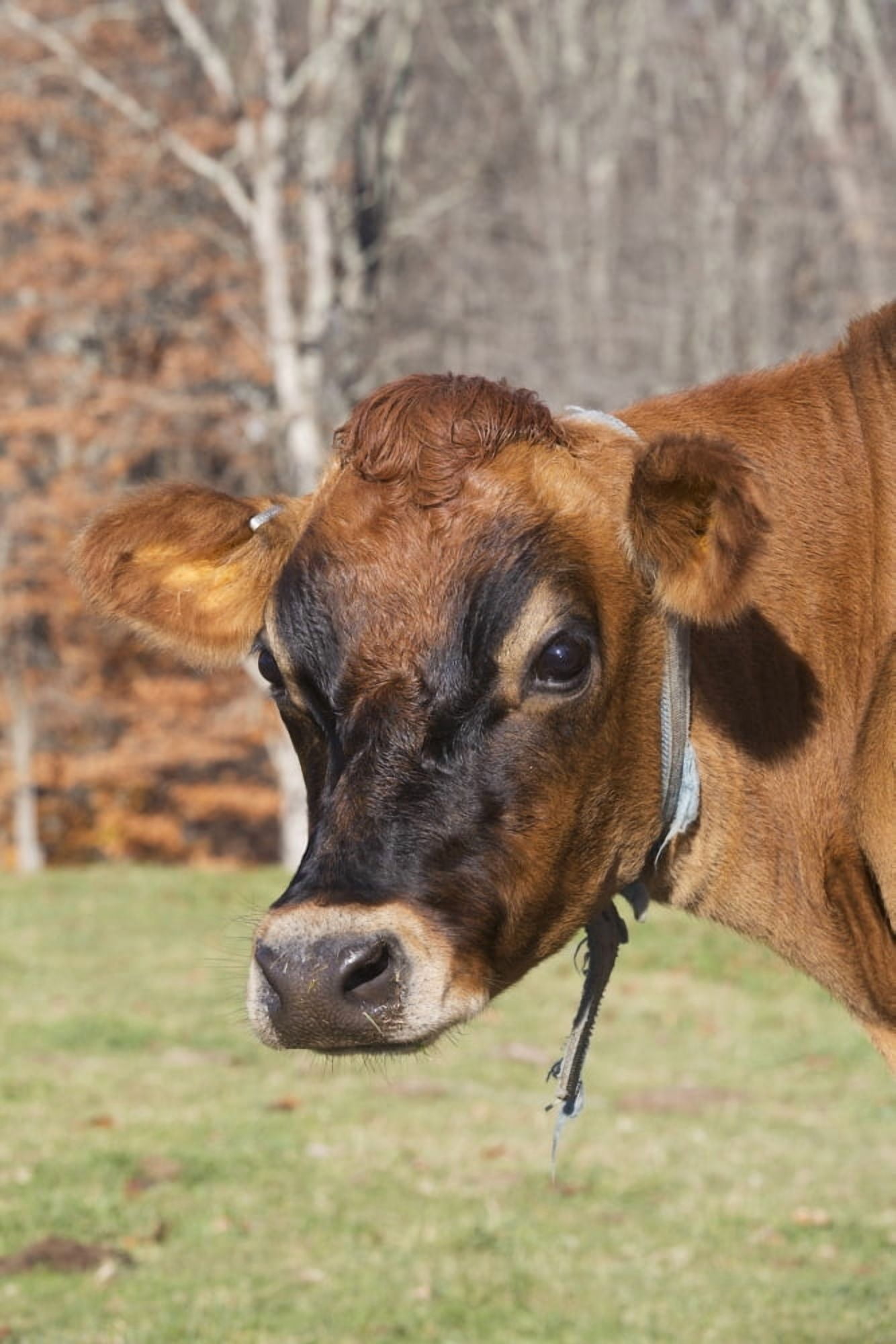 Jersey cow in autumn pasture Baldwin Brook Farm Canterbury Connecticut United States of America Canvas Art - Lynn Stone Design Pics (12 x 19)