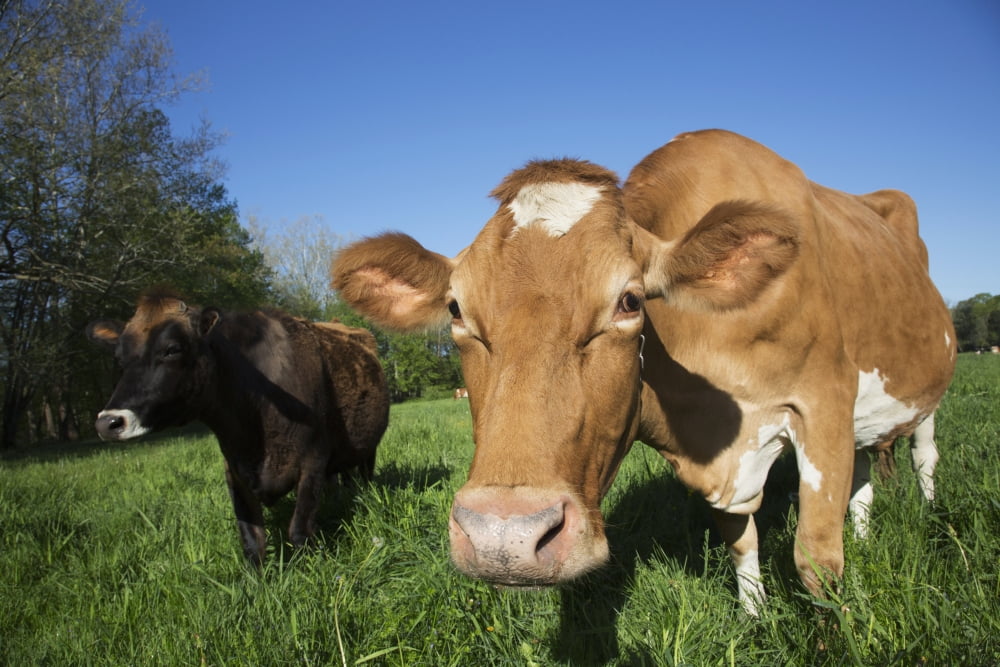 Jersey cow (on the left) with Guernsey in spring pasture Granby Connecticut United States of America Canvas Art - Lynn Stone Design Pics (38 x 24)