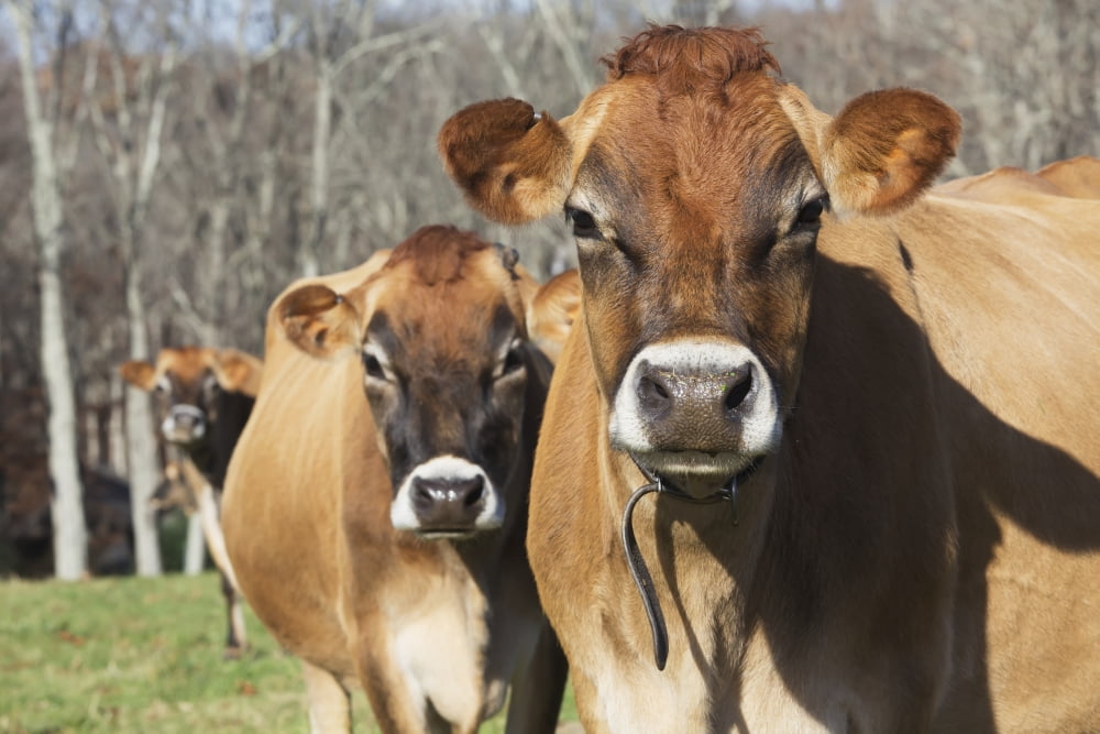 Jersey cows in autumn pasture Baldwin Brook Farm Canterbury Connecticut United States of America Canvas Art - Lynn Stone Design Pics (19 x 12)