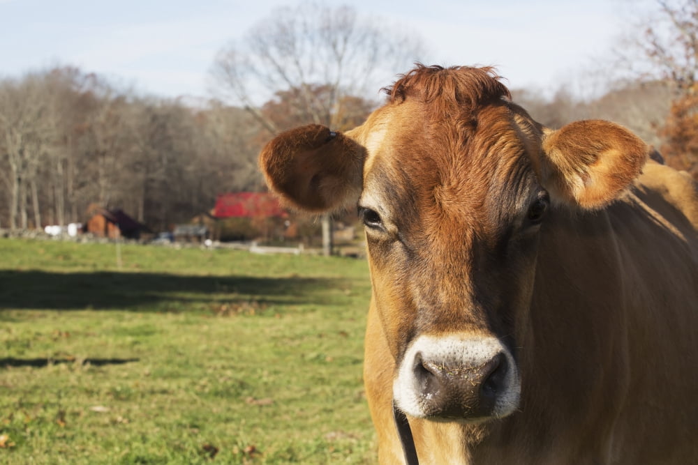 Jersey cows in autumn pasture Baldwin Brook Farm Canterbury Connecticut United States of America Canvas Art - Lynn Stone Design Pics (19 x 12)