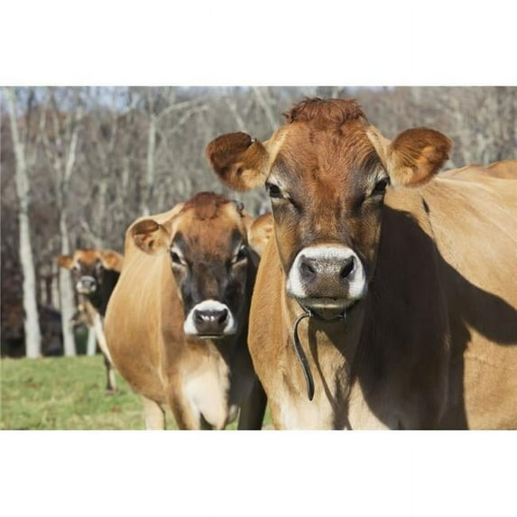 Jersey cows in autumn pasture Baldwin Brook Farm; Canterbury Connecticut United States of America Print