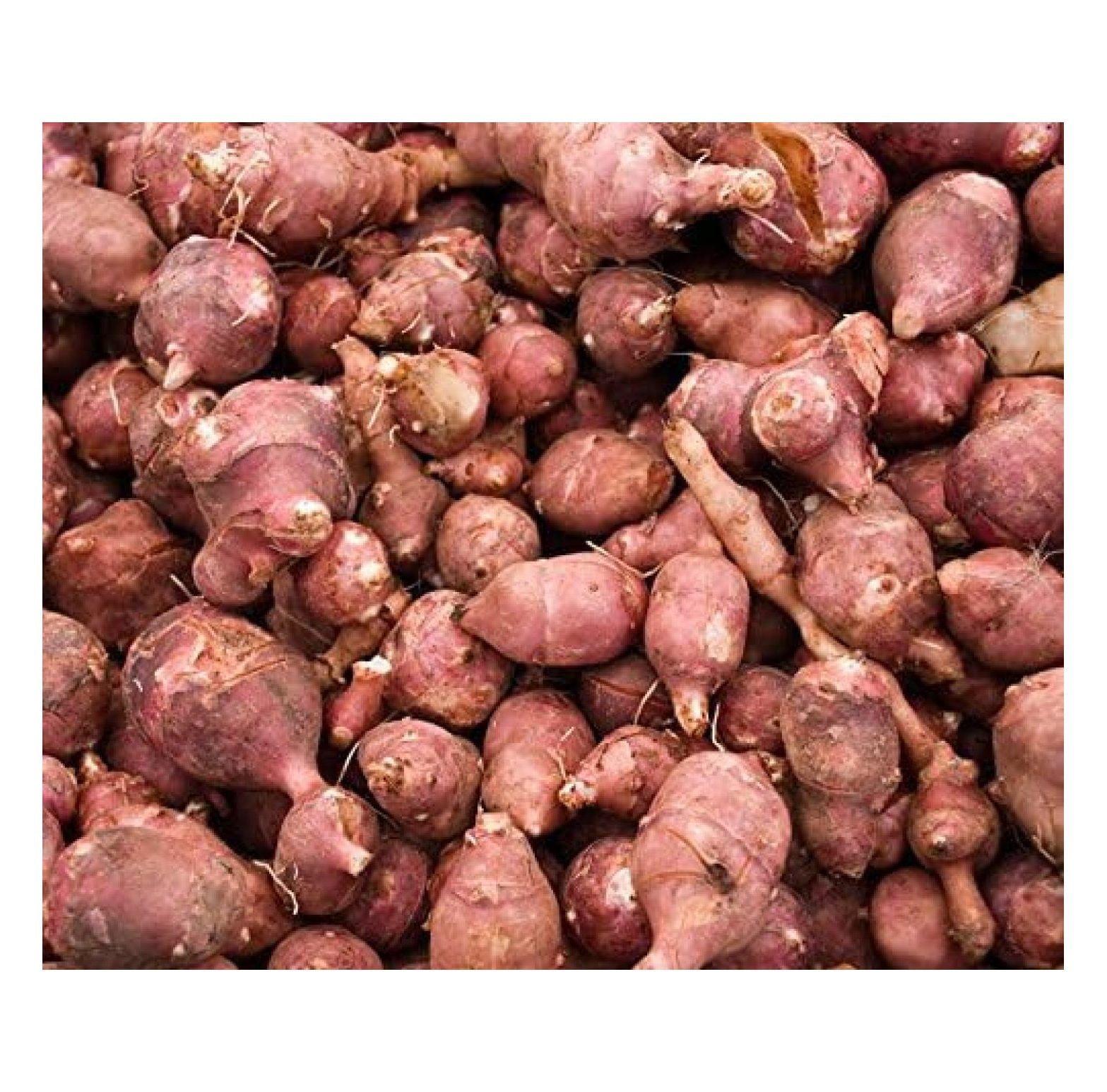 Jerusalem Artichoke 1 Pound Hardy Red Fuseau Variety